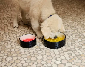 Miska pro psy Dogs Bowl S, red/blue