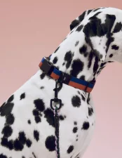 Nastavitelné vodítko Dogs Leash Braided, black/white
