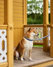 Obojek pro psa Dogs Collar Flat M/L, off-white/blue