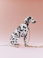 Nastavitelné vodítko Dogs Leash Braided, off-white/ochre