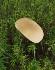Židle s područkami Mat, hemp / cream