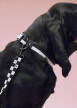 Vodítko Dogs Leash Flat M/L, black/white check