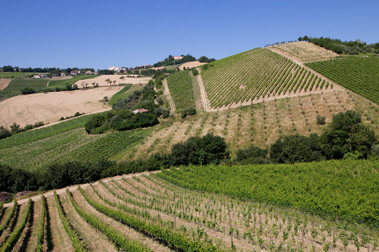 Vinice